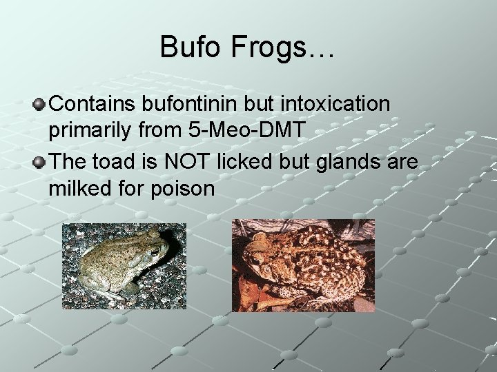 Bufo Frogs… Contains bufontinin but intoxication primarily from 5 -Meo-DMT The toad is NOT