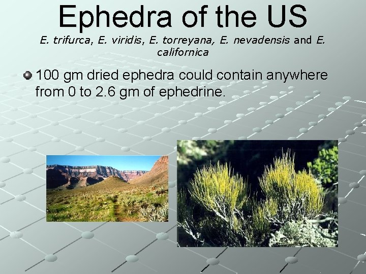 Ephedra of the US E. trifurca, E. viridis, E. torreyana, E. nevadensis and E.