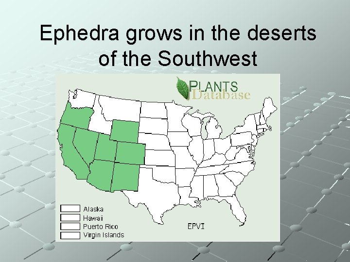 Ephedra grows in the deserts of the Southwest 