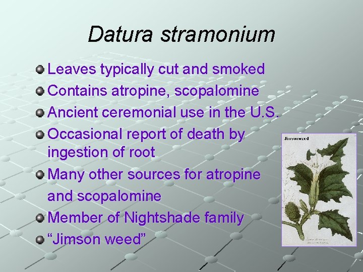 Datura stramonium Leaves typically cut and smoked Contains atropine, scopalomine Ancient ceremonial use in
