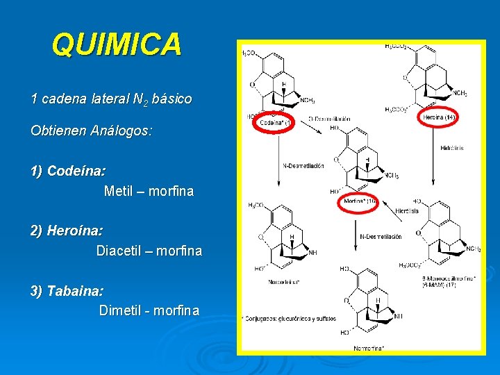 QUIMICA 1 cadena lateral N 2 básico Obtienen Análogos: 1) Codeína: Metil – morfina