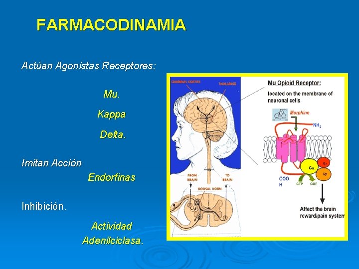 FARMACODINAMIA Actúan Agonistas Receptores: Mu. Kappa Delta. Imitan Acción Endorfinas Inhibición. Actividad Adenilciclasa. 
