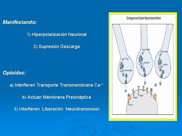 Manifestando: 1) Hiperpolarización Neuronal 2) Supresión Descarga Opioides: a) Interfieren Transporte Transmembrana Ca 2+