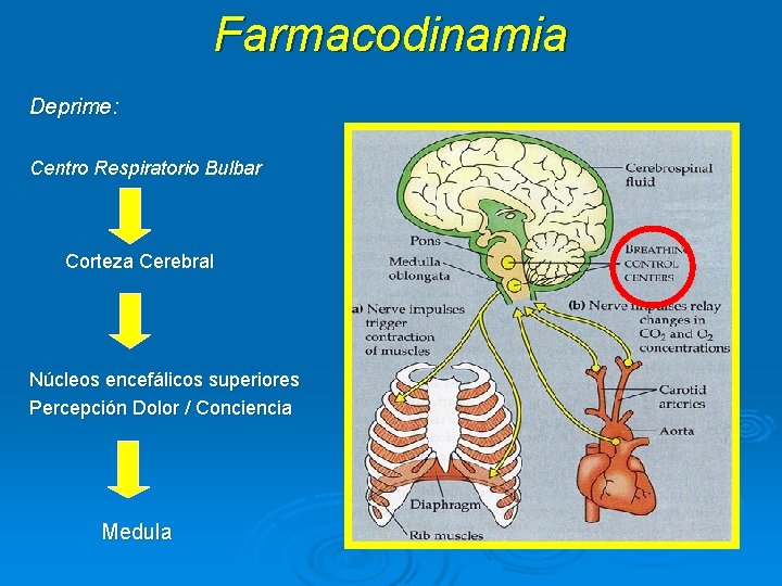 Farmacodinamia Deprime: Centro Respiratorio Bulbar Corteza Cerebral Núcleos encefálicos superiores Percepción Dolor / Conciencia