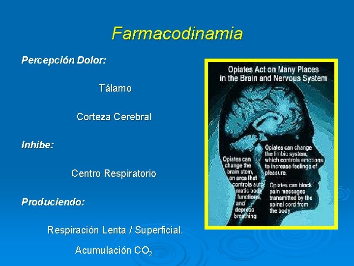 Farmacodinamia Percepción Dolor: Tálamo Corteza Cerebral Inhibe: Centro Respiratorio Produciendo: Respiración Lenta / Superficial.