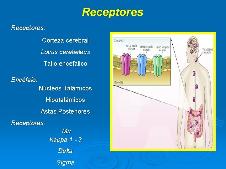 Receptores: Corteza cerebral Locus cerebeleus Tallo encefálico Encéfalo: Núcleos Talámicos Hipotalámicos Astas Posteriores Receptores: