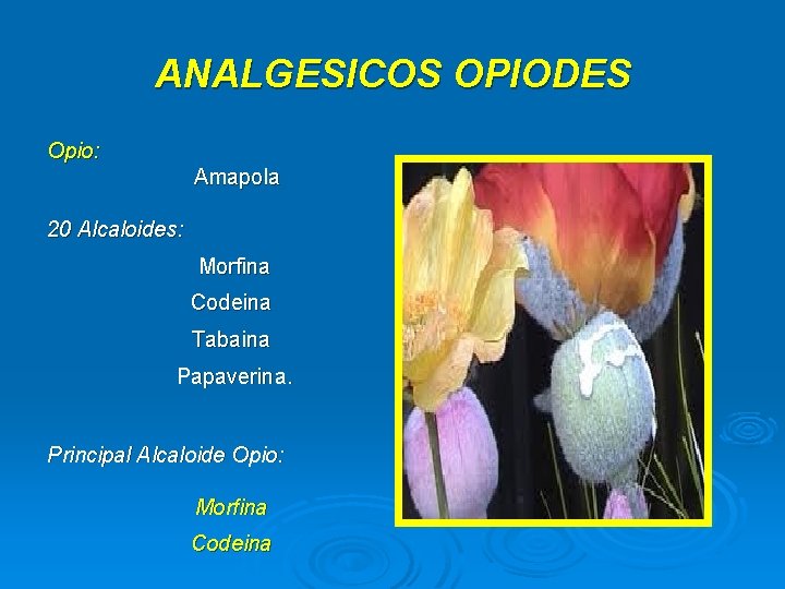 ANALGESICOS OPIODES Opio: Amapola 20 Alcaloides: Morfina Codeina Tabaina Papaverina. Principal Alcaloide Opio: Morfina