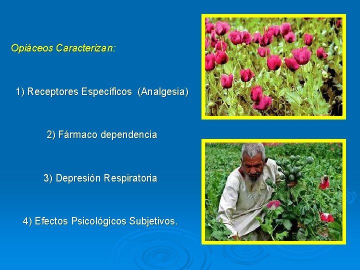 Opiáceos Caracterizan: 1) Receptores Específicos (Analgesia) 2) Fármaco dependencia 3) Depresión Respiratoria 4) Efectos