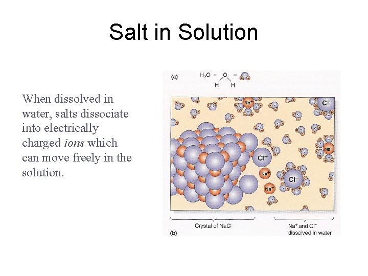 Salt in Solution When dissolved in water, salts dissociate into electrically charged ions which