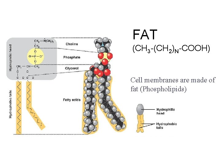 FAT (CH 3 -(CH 2)N-COOH) Cell membranes are made of fat (Phospholipids) 