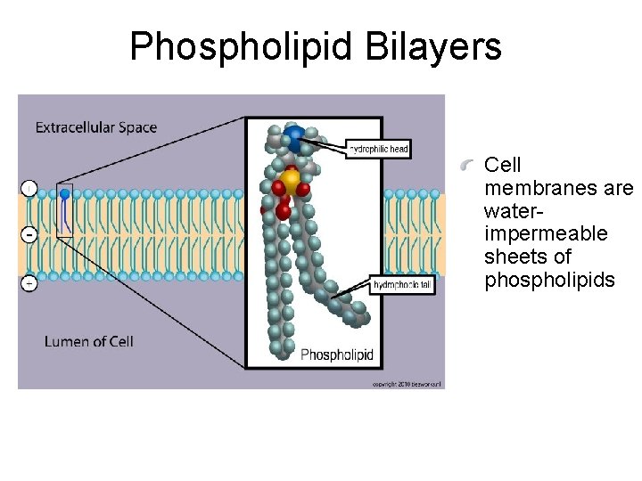 Phospholipid Bilayers Cell membranes are waterimpermeable sheets of phospholipids 