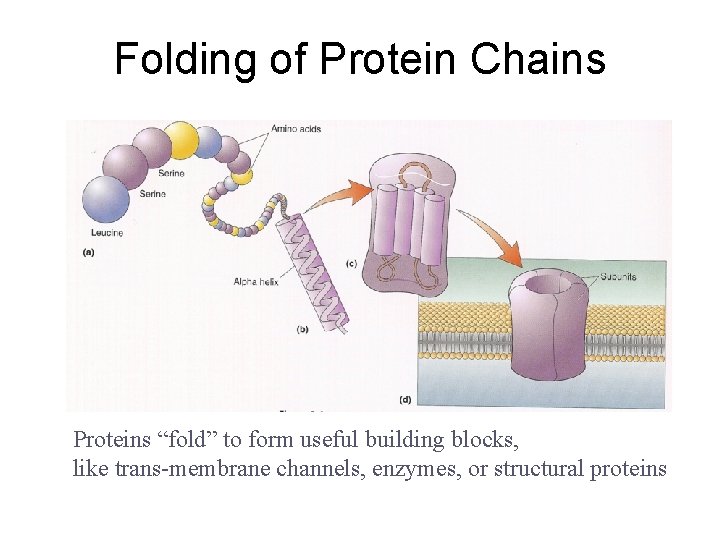 Folding of Protein Chains Proteins “fold” to form useful building blocks, like trans-membrane channels,