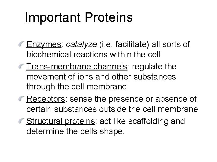 Important Proteins Enzymes: catalyze (i. e. facilitate) all sorts of biochemical reactions within the