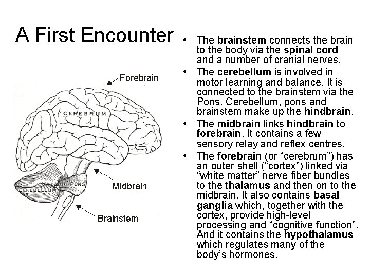 A First Encounter • The brainstem connects the brain to the body via the