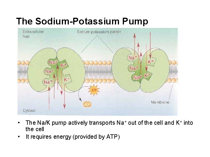 The Sodium-Potassium Pump • The Na/K pump actively transports Na+ out of the cell