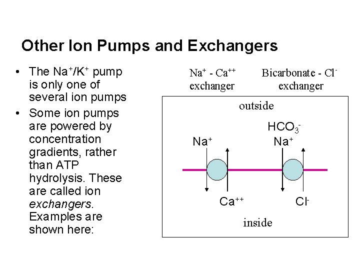 Other Ion Pumps and Exchangers • The Na+/K+ pump is only one of several