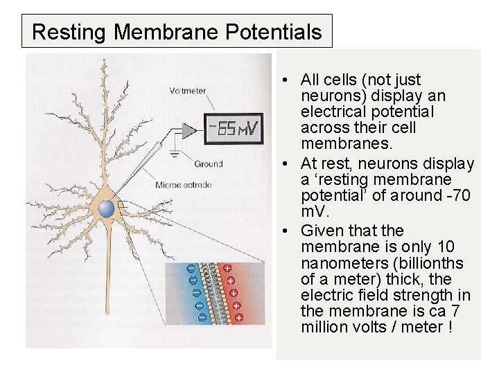Resting Membrane Potentials • All cells (not just neurons) display an electrical potential across