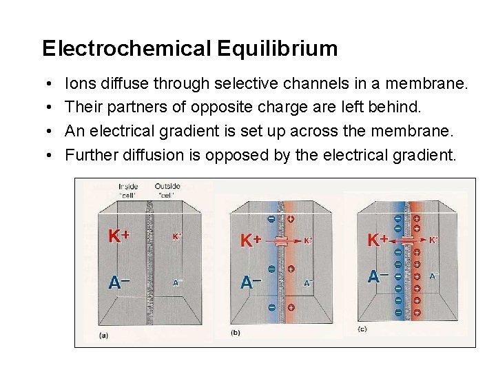 Electrochemical Equilibrium • • Ions diffuse through selective channels in a membrane. Their partners