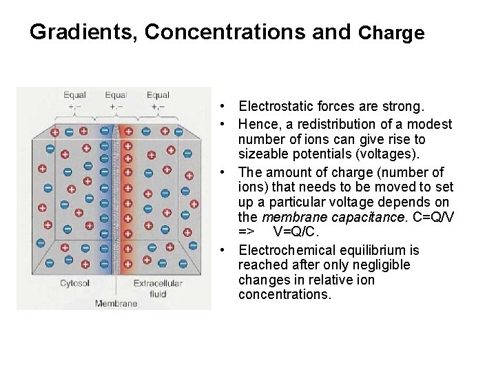 Gradients, Concentrations and Charge • Electrostatic forces are strong. • Hence, a redistribution of