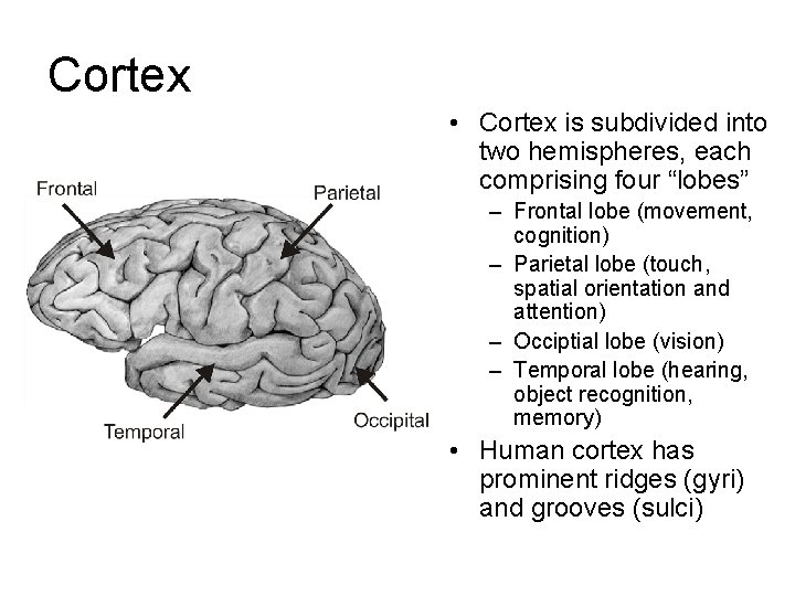 Cortex • Cortex is subdivided into two hemispheres, each comprising four “lobes” – Frontal