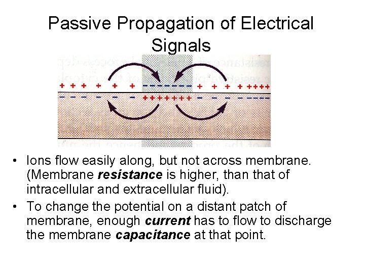 Passive Propagation of Electrical Signals • Ions flow easily along, but not across membrane.
