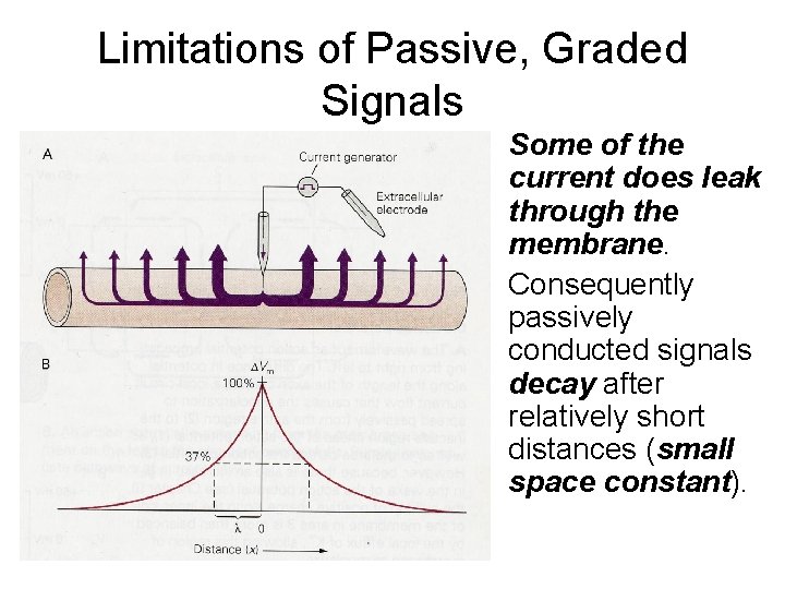 Limitations of Passive, Graded Signals • Some of the current does leak through the