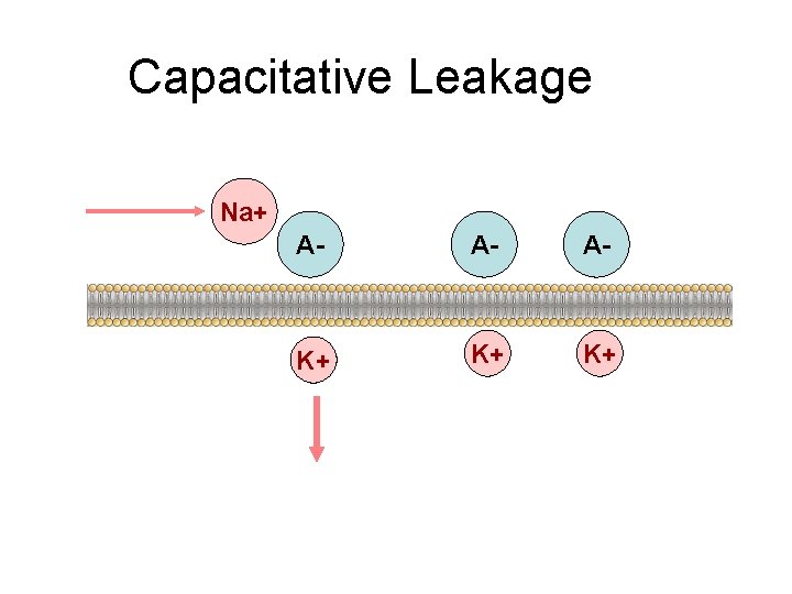 Capacitative Leakage Na+ A- A- A- K+ K+ K+ 