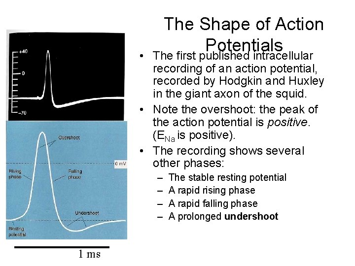  • The Shape of Action Potentials The first published intracellular recording of an