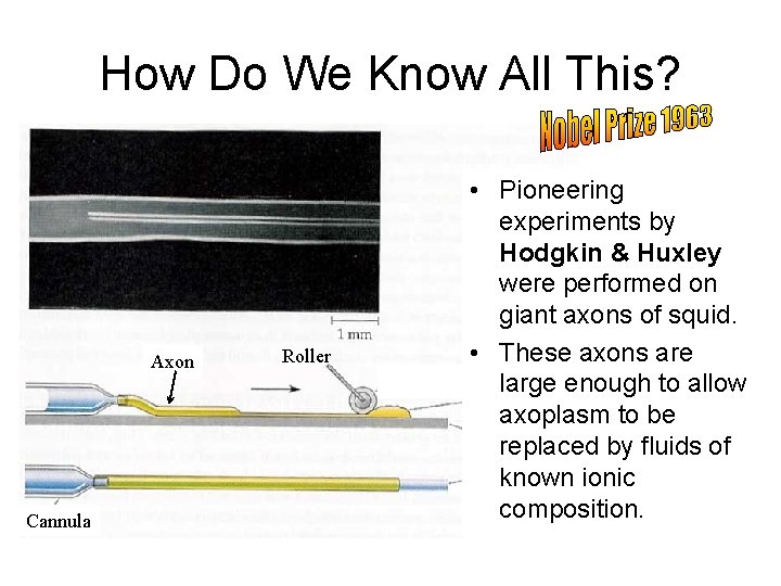 How Do We Know All This? Axon Cannula Roller • Pioneering experiments by Hodgkin