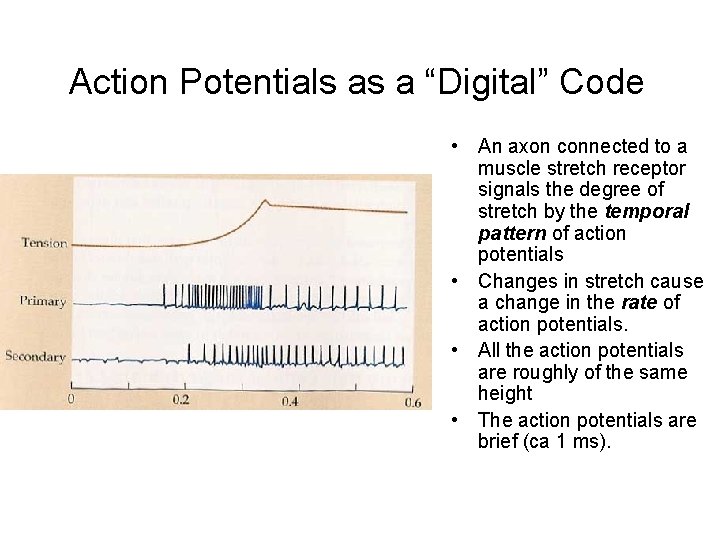 Action Potentials as a “Digital” Code • An axon connected to a muscle stretch