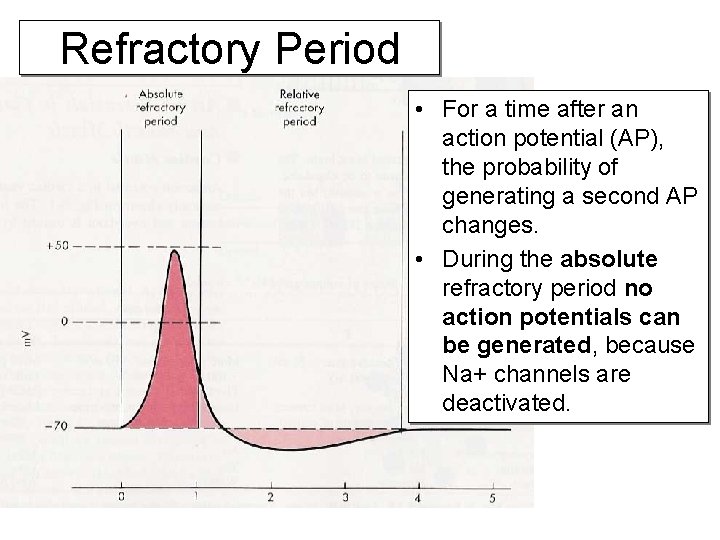 Refractory Period • For a time after an action potential (AP), the probability of