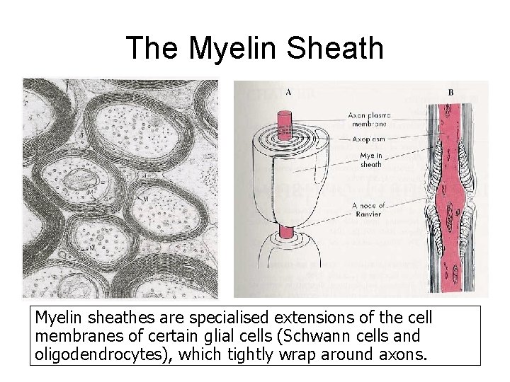 The Myelin Sheath Myelin sheathes are specialised extensions of the cell membranes of certain