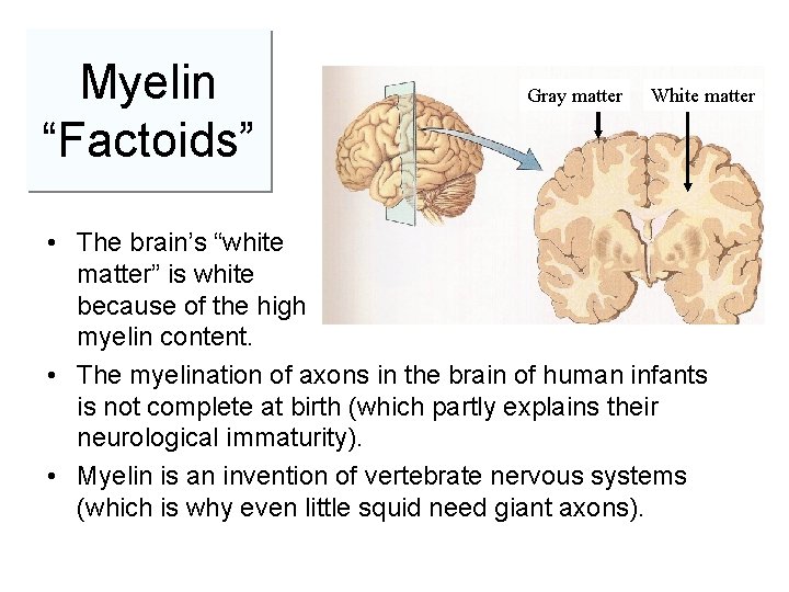 Myelin “Factoids” Gray matter White matter • The brain’s “white matter” is white because