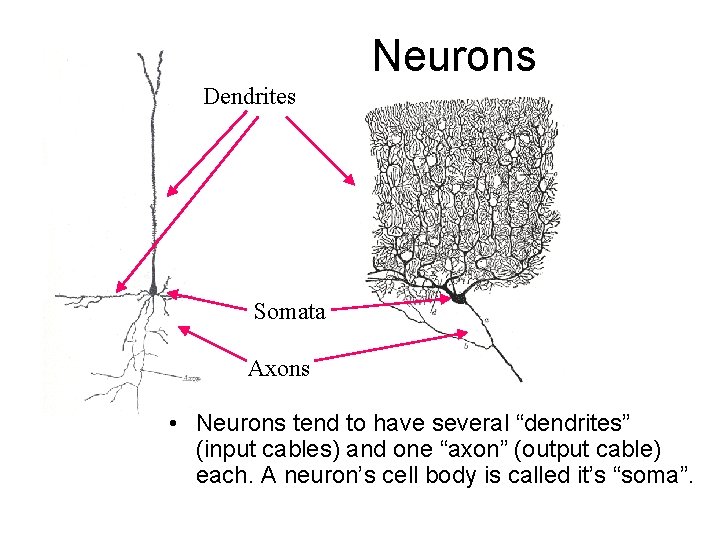 Neurons Dendrites Somata Axons • Neurons tend to have several “dendrites” (input cables) and