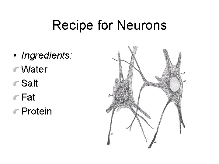 Recipe for Neurons • Ingredients: Water Salt Fat Protein 