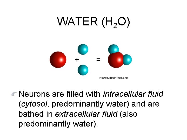 WATER (H 2 O) Neurons are filled with intracellular fluid (cytosol, predominantly water) and