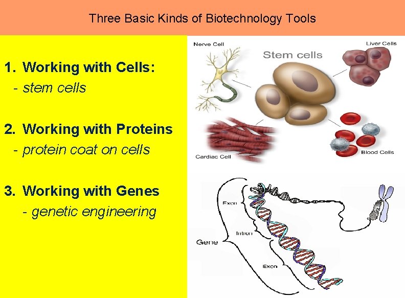 Three Basic Kinds of Biotechnology Tools 1. Working with Cells: - stem cells 2.