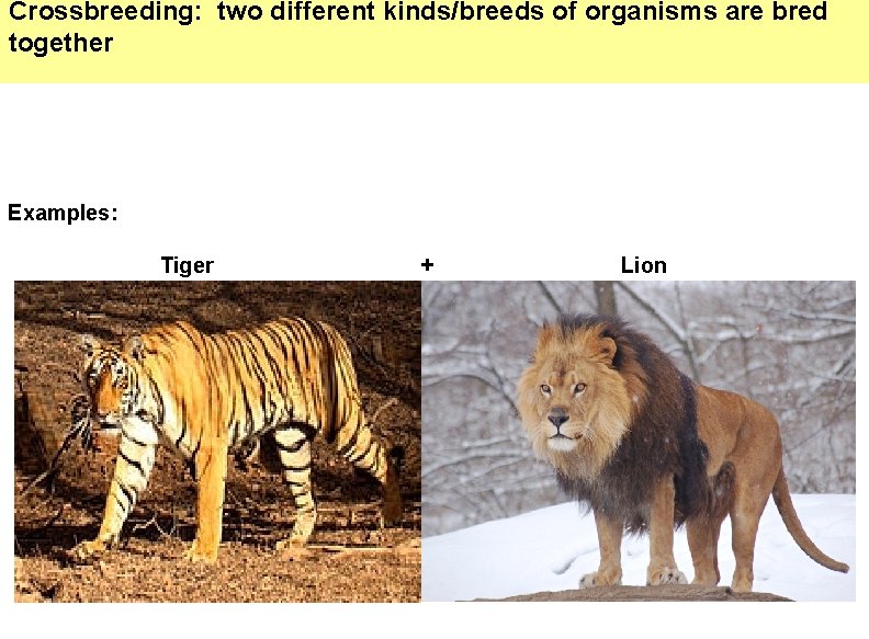 Crossbreeding: two different kinds/breeds of organisms are bred together Examples: Tiger + Lion 