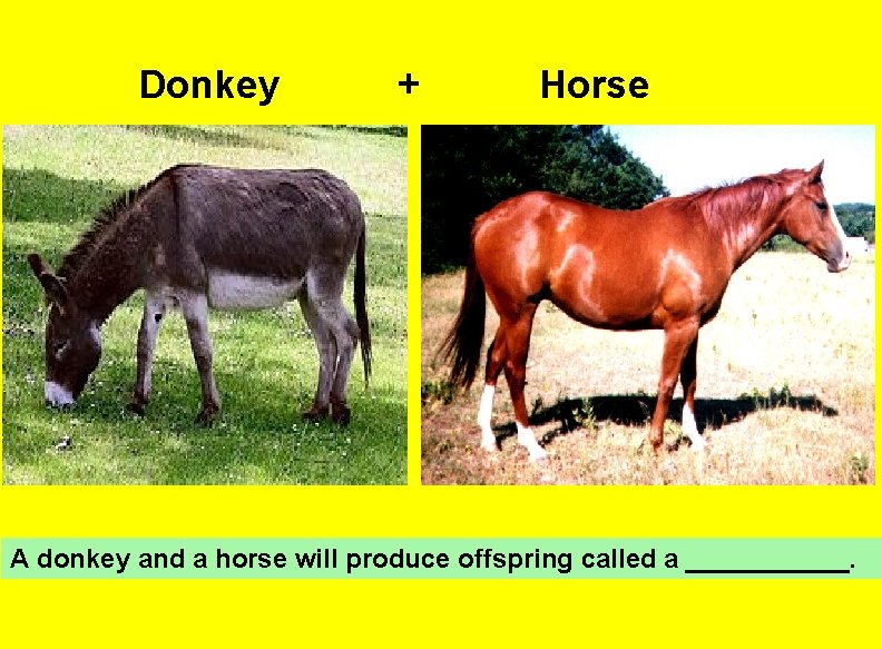 Donkey + Horse A donkey and a horse will produce offspring called a ______.