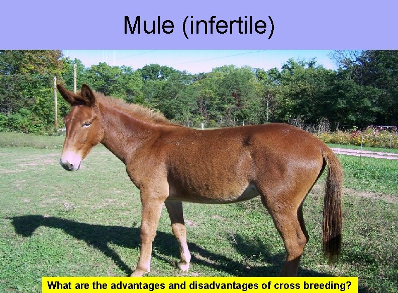 Mule (infertile) What are the advantages and disadvantages of cross breeding? 