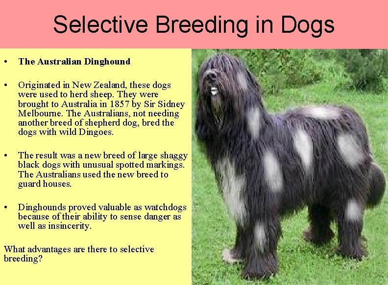 Selective Breeding in Dogs • The Australian Dinghound • Originated in New Zealand, these
