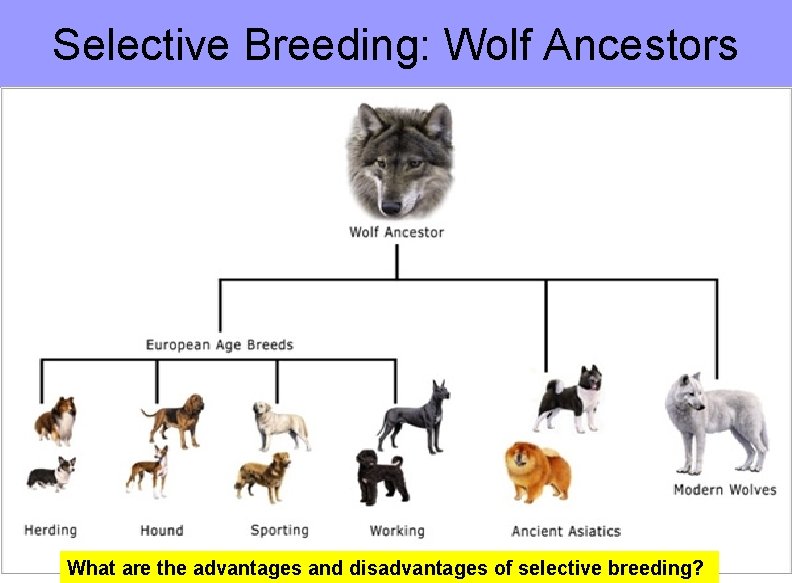 Selective Breeding: Wolf Ancestors What are the advantages and disadvantages of selective breeding? 