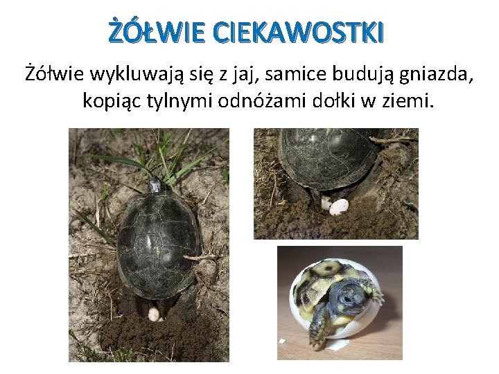 ŻÓŁWIE CIEKAWOSTKI Żółwie wykluwają się z jaj, samice budują gniazda, kopiąc tylnymi odnóżami dołki