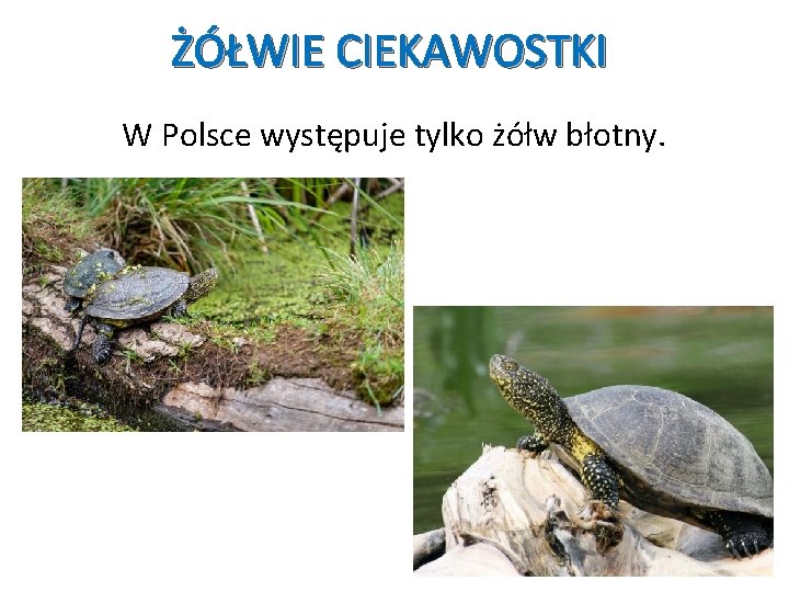 ŻÓŁWIE CIEKAWOSTKI W Polsce występuje tylko żółw błotny. 