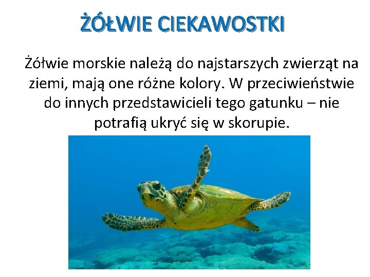 ŻÓŁWIE CIEKAWOSTKI Żółwie morskie należą do najstarszych zwierząt na ziemi, mają one różne kolory.