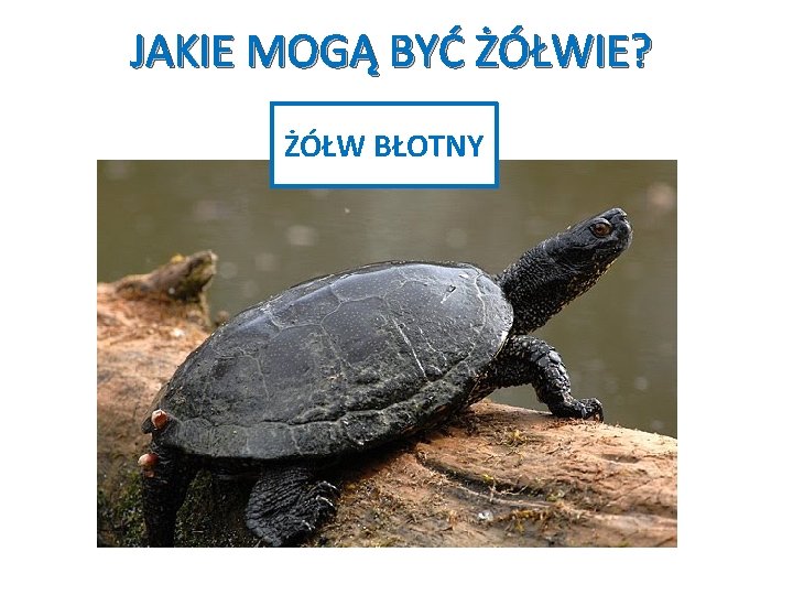 JAKIE MOGĄ BYĆ ŻÓŁWIE? ŻÓŁW BŁOTNY 