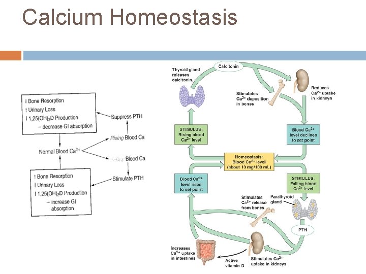 Calcium Homeostasis Falling 