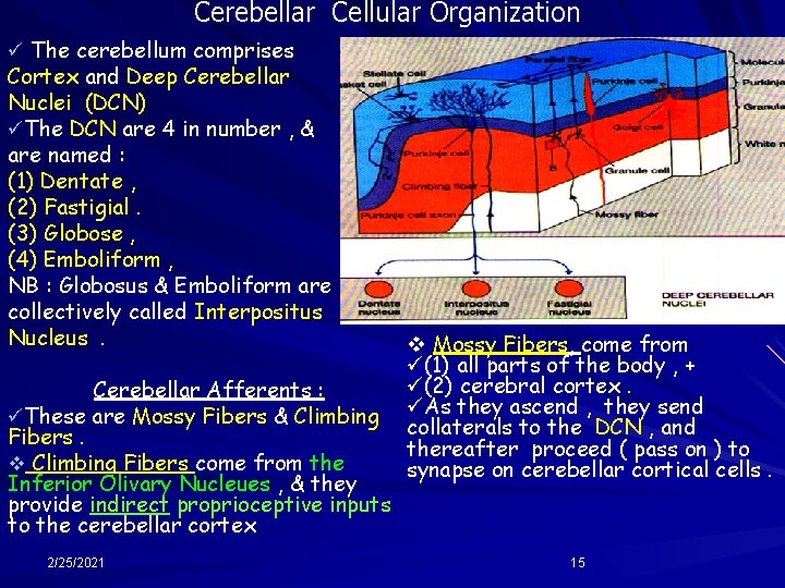 Cerebellar Cellular Organization ü The cerebellum comprises Cortex and Deep Cerebellar Nuclei (DCN) üThe