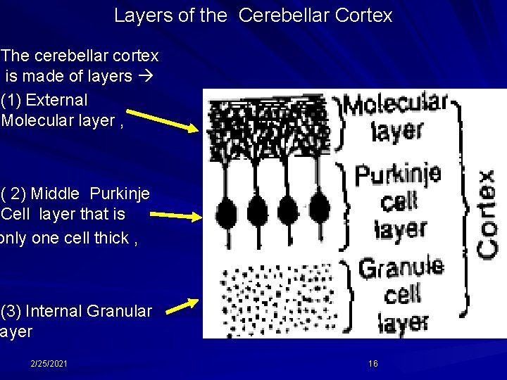 Layers of the Cerebellar Cortex The cerebellar cortex is made of layers (1) External