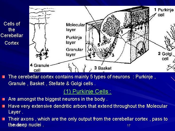 Cells of the Cerebellar Cortex The cerebellar cortex contains mainly 5 types of neurons